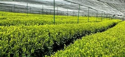ما هي التحديات الرئيسية في إنتاج ماتشا؟